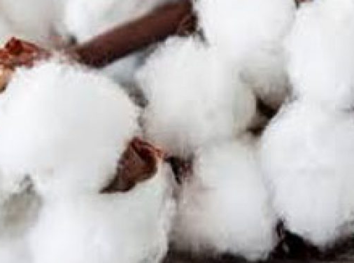 Cotton